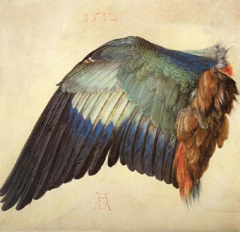 Albrecht Durer Wing of a Blue Roller oil painting image